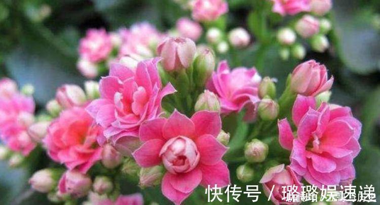 石竹|4种花适合养在电脑旁,防辐射,不担心变丑,对待新手很友好