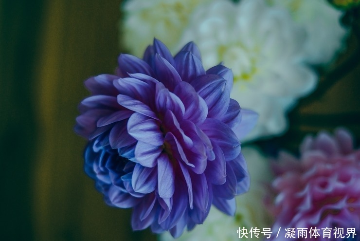 此花是墨西哥国花,以色彩瑰丽,花朵优美而闻名,是世界名花之一