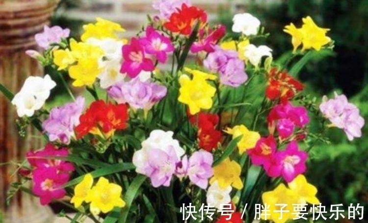 几种花是开花大户,家里养一盆,开花美长势旺,颜值超高的