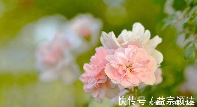 天后|9天后，夏风拂面，前任回眸，重归于好，心无旁骛，今生永不负