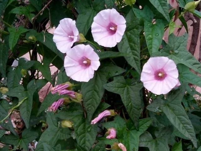 老郎中|墙角一朵花,种子能治病!咽喉肿痛、腰疼、水肿、咳嗽立马见效