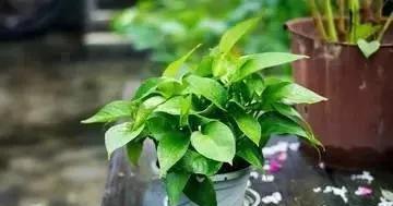 绿萝|养绿萝,这2种“水”换着浇,叶片油亮巴掌大,根茎能比筷子粗