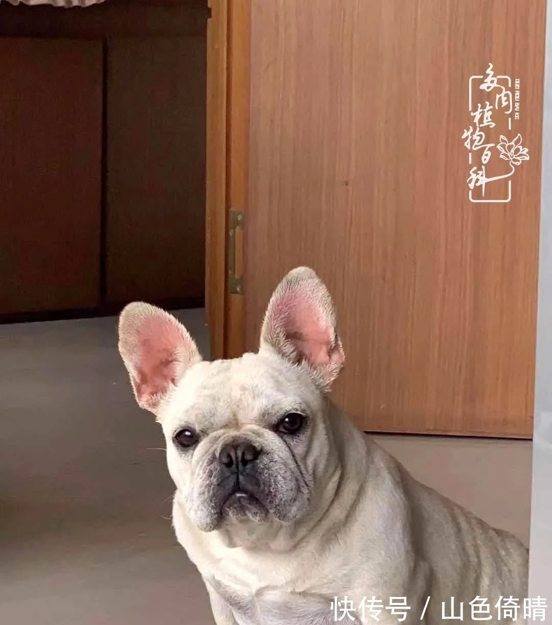 我与多肉植物百科的398天离别又重逢！