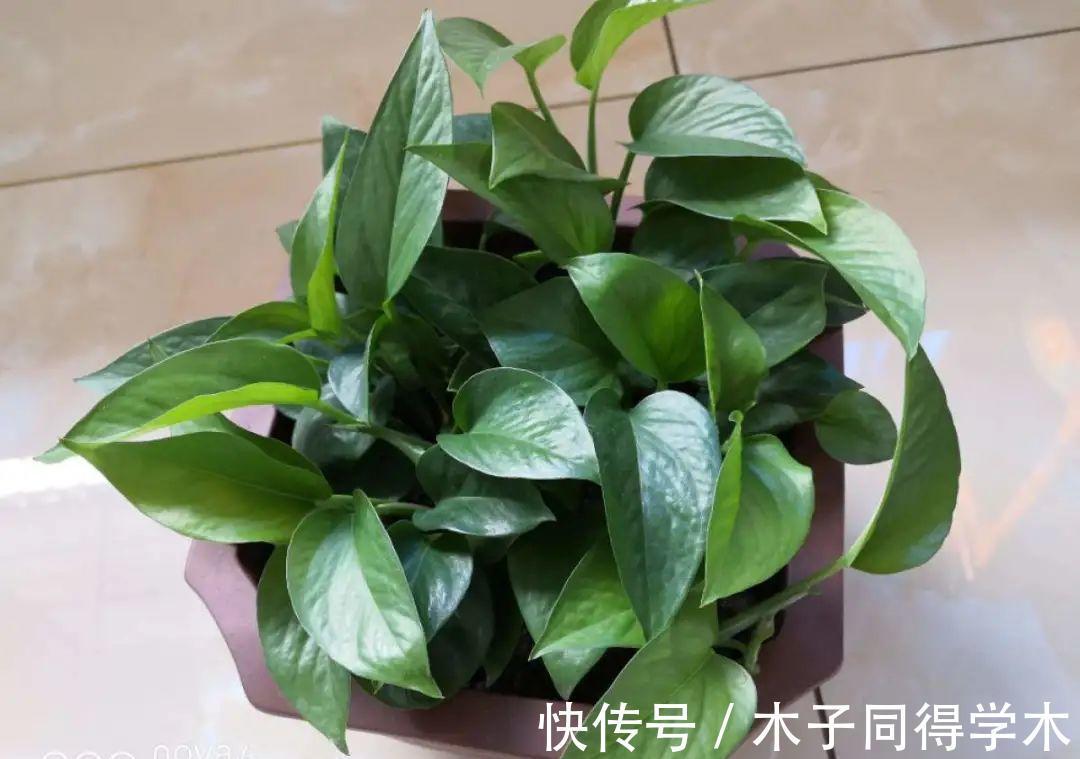 7种花，立秋后换盆，秋冬才能越养越好