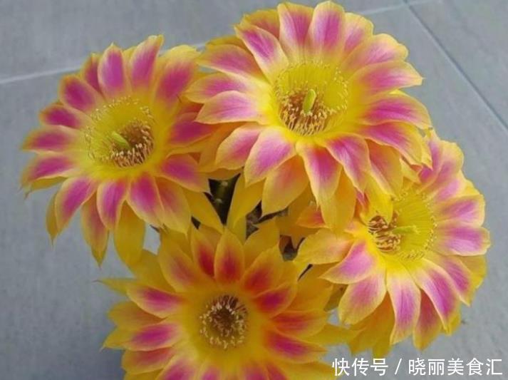 最有仙气的3种花,好养又漂亮,开花一茬又一茬,美如仙境!