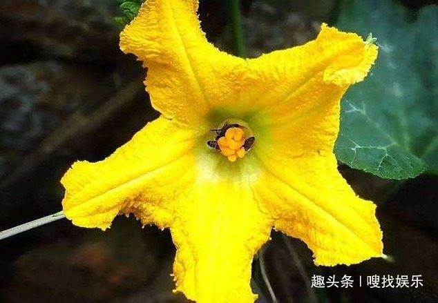 此花花色金黄,姿态优美的花朵还可作药食使用,寓意为寻找恋人