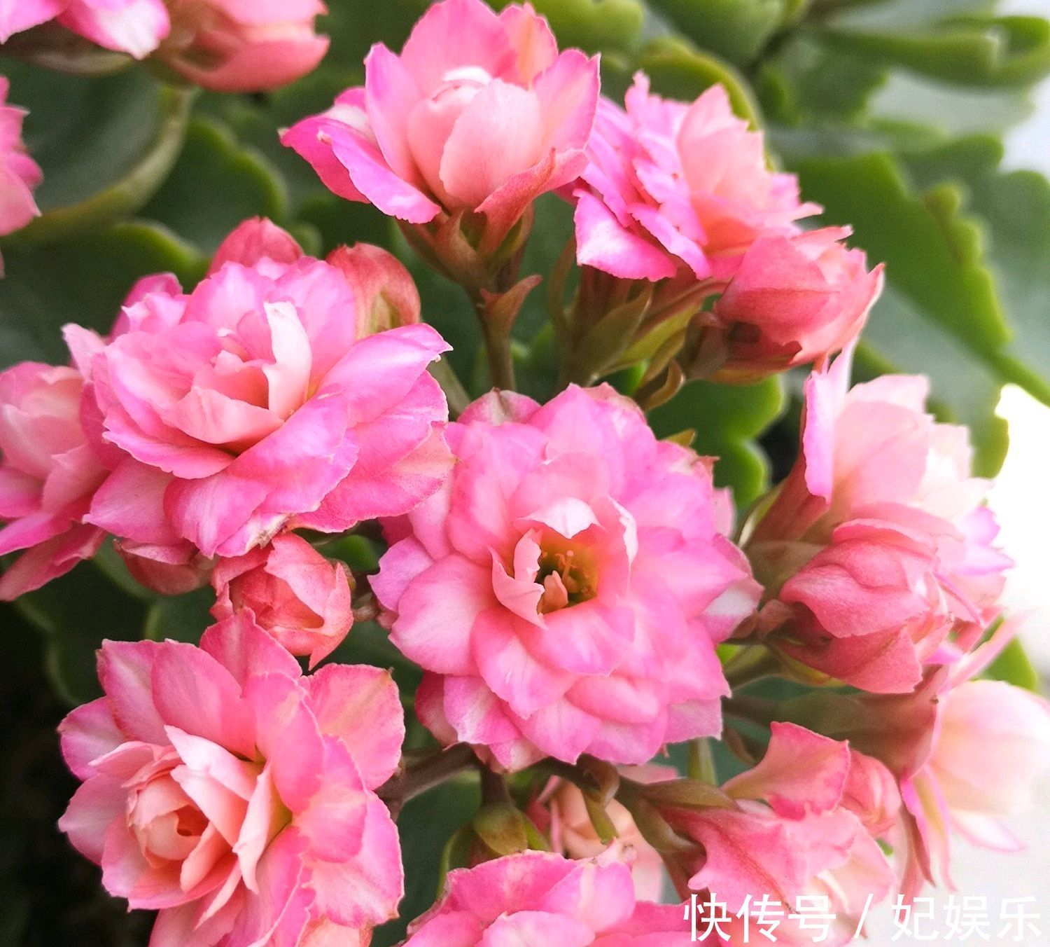 长寿花在夏季黄叶掉叶怎么回事做到3点，秋季开花爆盆成棒棒糖