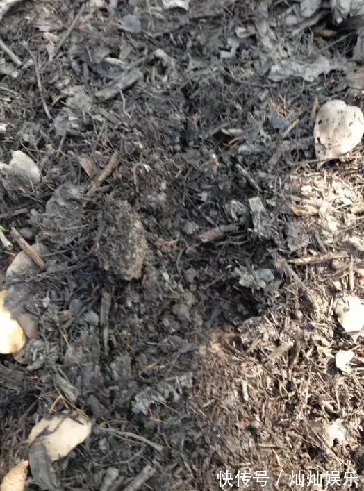 花土|2种土到处有,挖一点养花特别好,疏松透气肥力足,还不烂根!