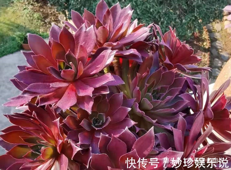 法师|多肉法师的叶片暗淡无光原因很多,并非只有缺肥才会出现这种情况