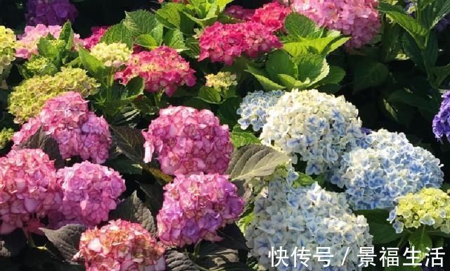 雨水|7种花夏天爱淋雨,越淋长得越欢,多淋几次,肥料都省了