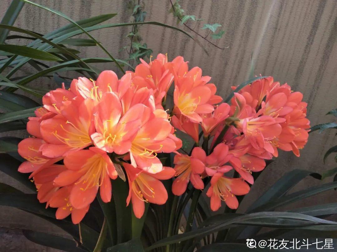 营养液|马上进入花期的花，10天一次肥，下个月就开花