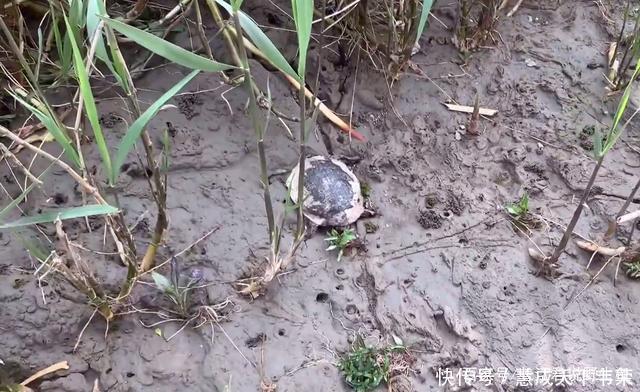 长江君|退水后钱塘江滩涂变“鳖滩”,甲鱼四处乱爬,有人一会捡了十几只