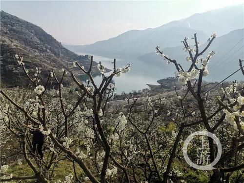 到巫山看李花感受“下庄精神”副县长为你推荐精品赏花线路|李花节④ |到巫山看李花感受“下庄精神”副县长为你推荐精品赏花线路\＂,\＂i16\＂:\＂李花节④