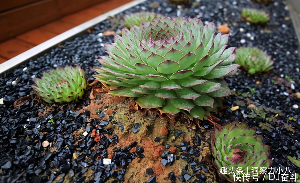 观音莲需“虐养”,勤做三动作,撒欢长易群生,次月爆崽一大圈