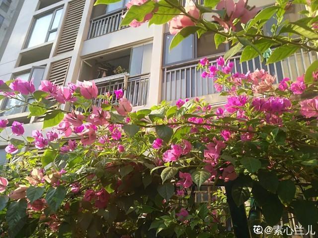 扦插|三角梅的养护大全摘光叶子，少浇水，使劲晒，开花爆满盆