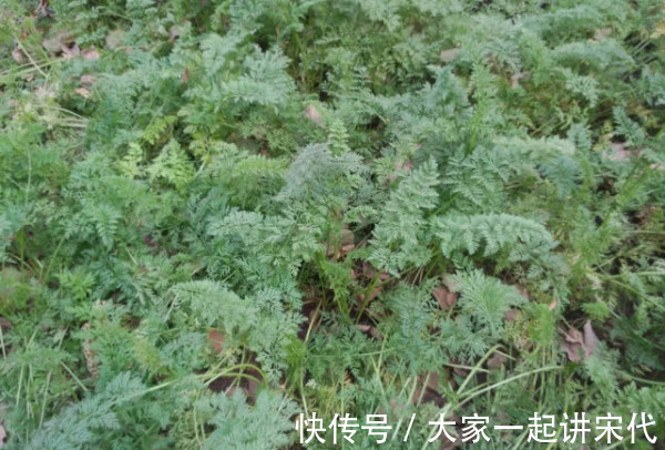 8种“高钙”蔬菜,菠菜不算啥,第一名钙是牛奶3倍,不要错过