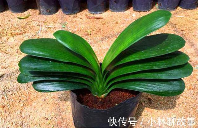 大叶君子兰，养护简单，开花能力强，做好这4点，叶子肥厚花朵大