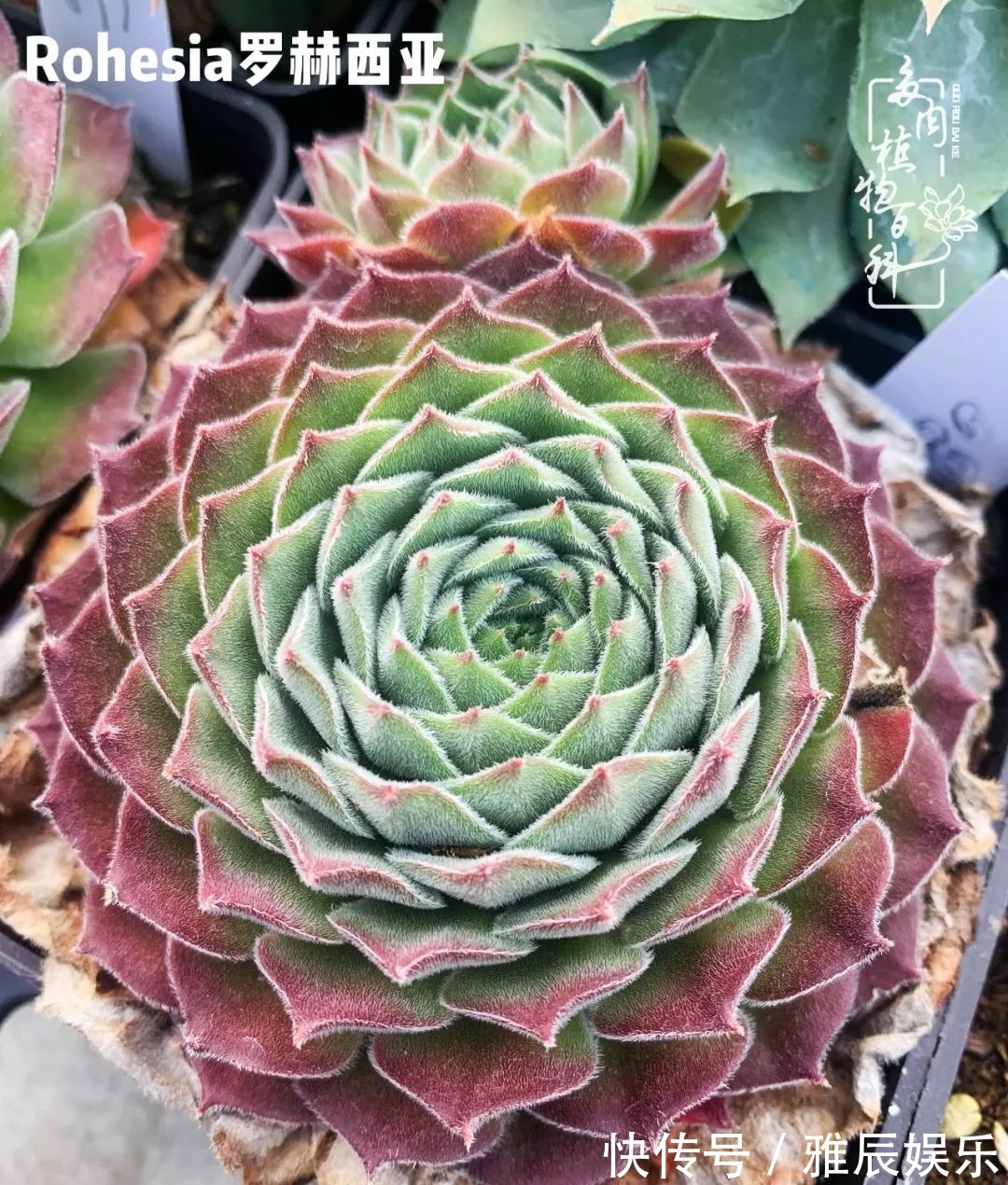 框子|这多肉拼盘这么仙!如何制作达人手把手教你制作长生草拼盘!