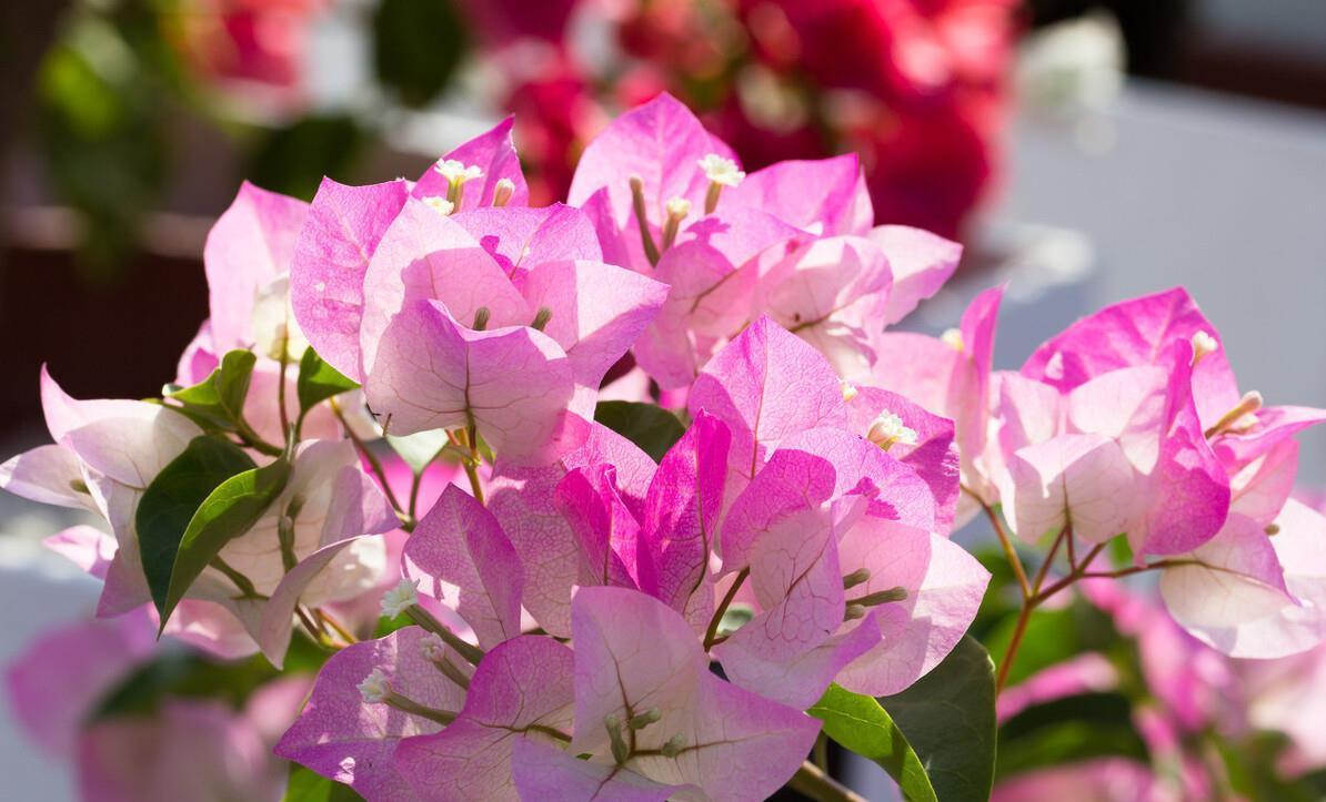 让三角梅开“秋花”,牢记这个“方法”花芽长得快,迅速花爆盆