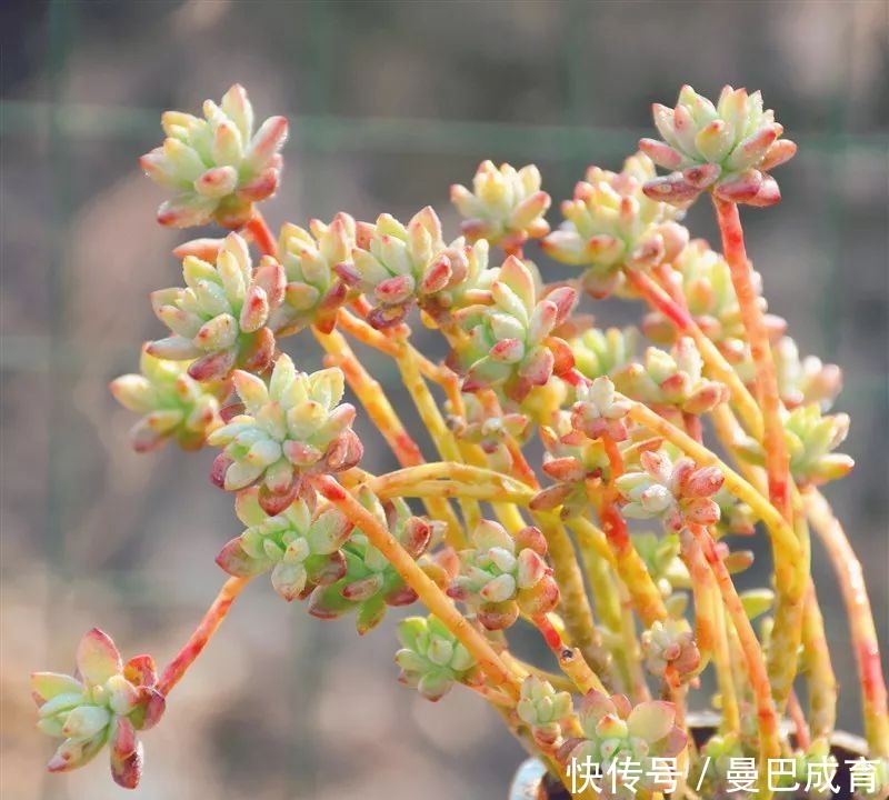 5种多肉“小老桩”，随便晒晒就上色，美的不可方物！