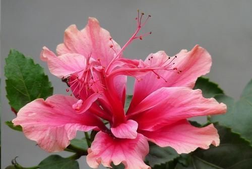 这10种花超级怕冷，再不搬进屋，小心只剩下盆了