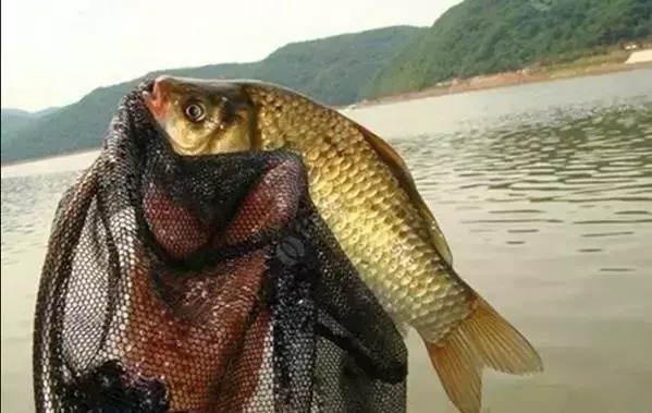 醪糟|钓鱼技巧:这样使用酒米,鱼获猛增10倍,越钓越过瘾!