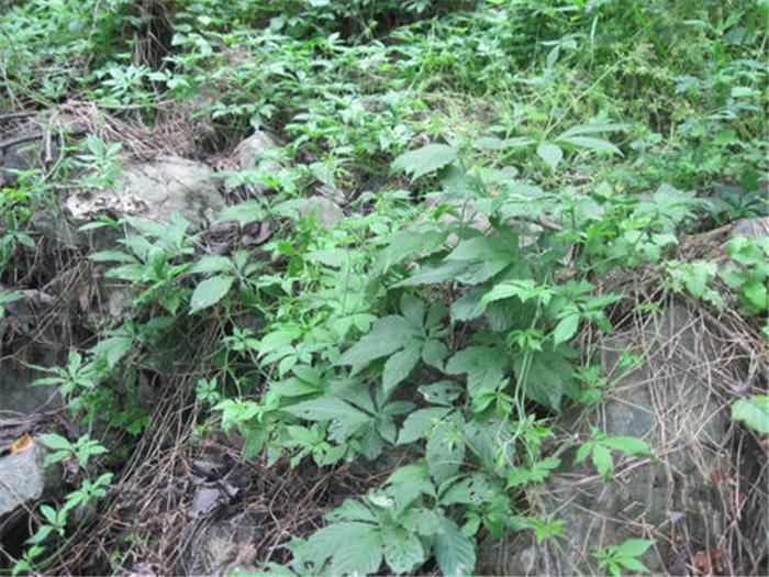 除害草|曾被当难除害草,如今被大量种植,叶子越多越珍贵,价值堪比人参