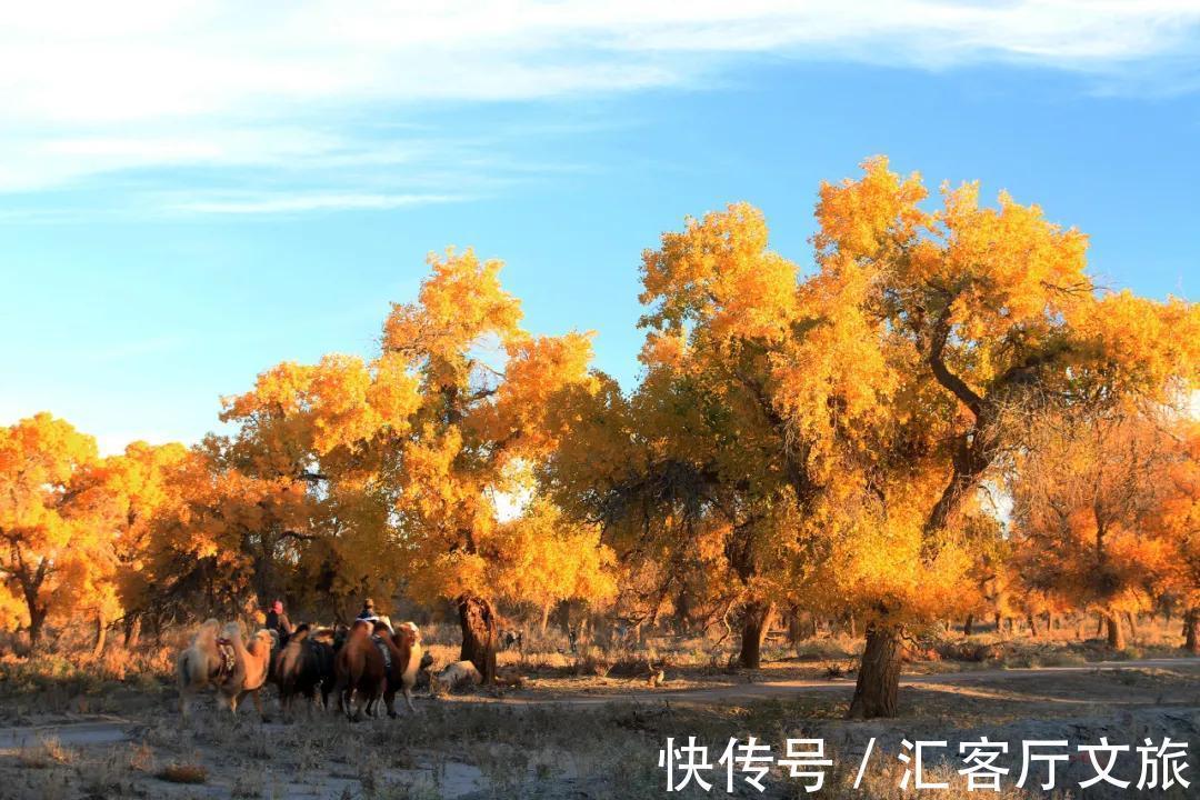 疫情|额济纳，在胡杨林最美的季节宣布闭园，网友：我们欠你一张门票！