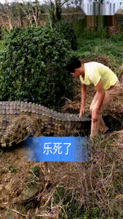 |搞笑GIF:刚领完结婚证,女朋友整个人都飘起来了!