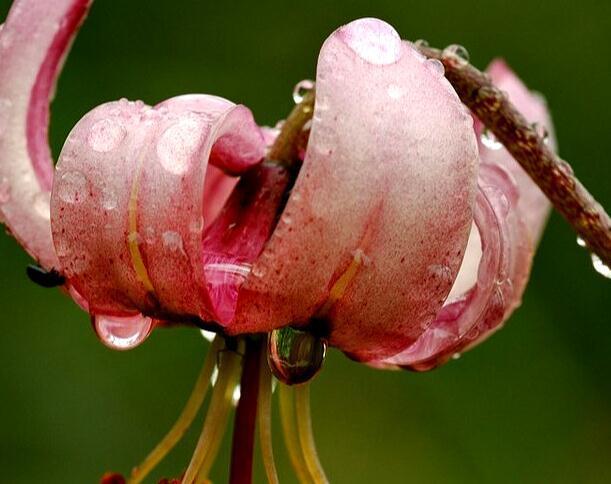 养花那些事,把握六要素,那就不是事