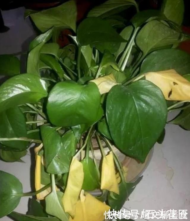 冬天室内养花“干尖”,你可能做了4件“错事”,现在改来得及