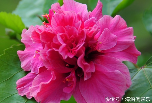 扶桑花|推荐几朵香香花,夏天开花不断,放在室内,香香一整夏,花开艳丽