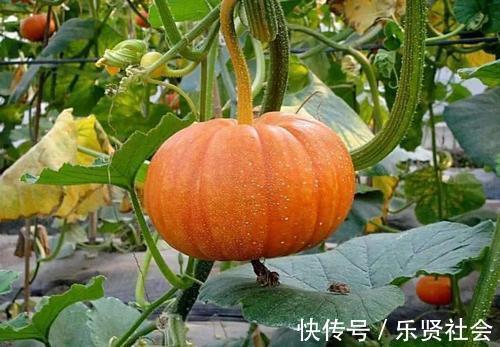 黄瓜|入秋后吃3瓜特养人,有1瓜伤人,知道的人不多