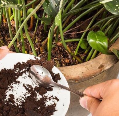 花卉|偷偷告诉你,高手养花必备“4个技巧”,养啥花都能“枝粗叶绿”