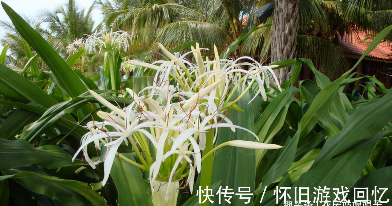 黄叶|冬季养花,做到不黄叶,不冻伤,安全越冬,要按这些方法进行养护