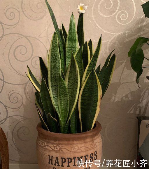 烂根|养花高手都嫌虎皮兰好养费盆,新手却养不好,因为2点操作不一样