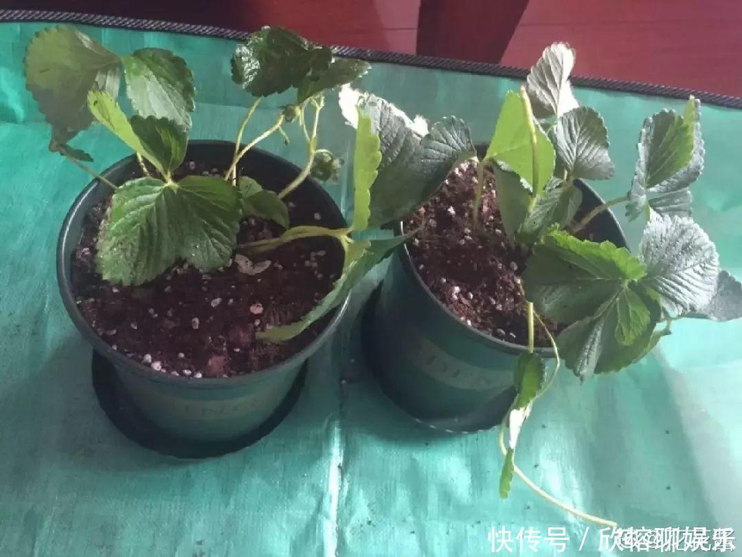 花花|大粗杆插土里，7天生根，当年结果压弯枝，不用买水果了！