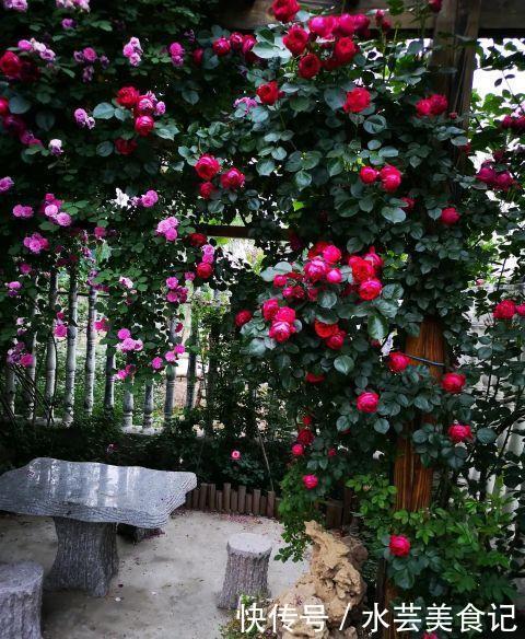 盛宴|家里放这8种花,简直是视觉的盛宴,带给你的感受也是不一般