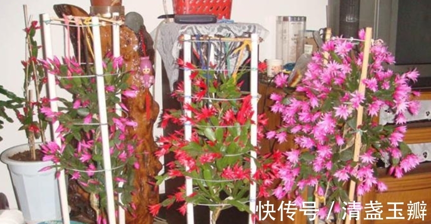 叶仙|3种“蟹爪兰”想要嫁接,砧木要选对,后期长势旺,才能多开花