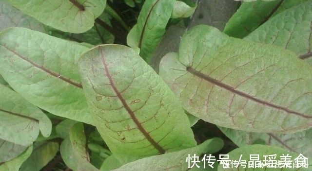 野草|农村有一种野草，叶子会慢慢的变色，曾经是穷苦人的救命草！