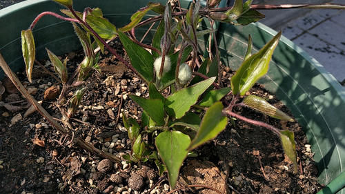 月季、绣球、铁线莲，春季换盆“别犹豫”，萌芽多，长势好