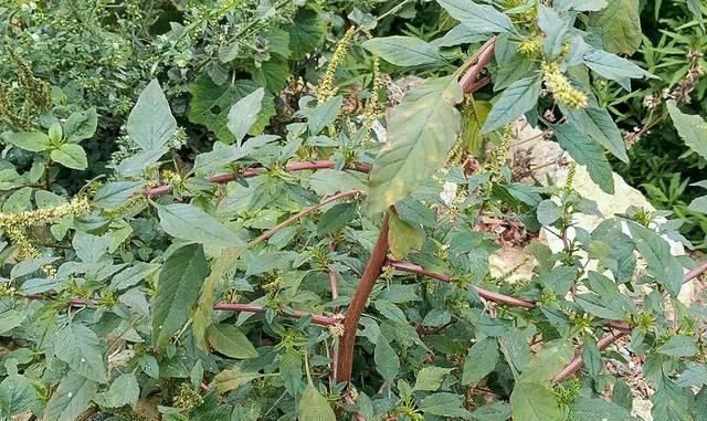 苋菜|人称“补血菜”,长在路边常忽视,根是极品中草药,记得摘回家