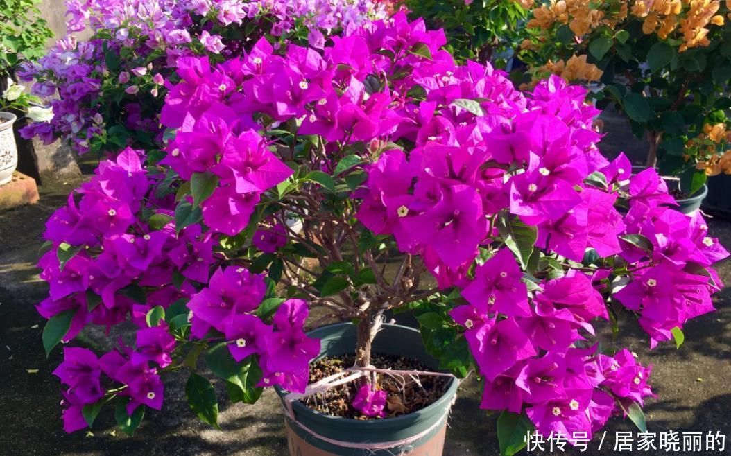 光照|三角梅长出花苞后,“3件事”不能做,不然花苞全部“憋”回去!