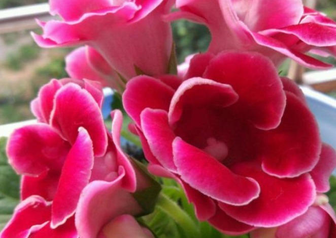 大岩桐要怎么才可以养出大而艳的花,只要剪三刀,观赏价值升高!