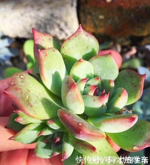 大饼|多肉变成一张大饼,该咋救这一招绝对好使!多肉变成一张大饼,该咋救这一招绝对好使!
