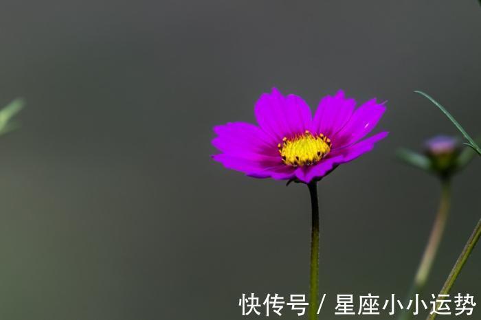 完美邂逅|未来一周，桃花傍身，与真爱完美邂逅，情谊永驻心头的3生肖