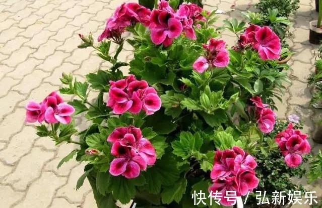 年年花开不断,一不小心就爆盆,养护也是超级简单