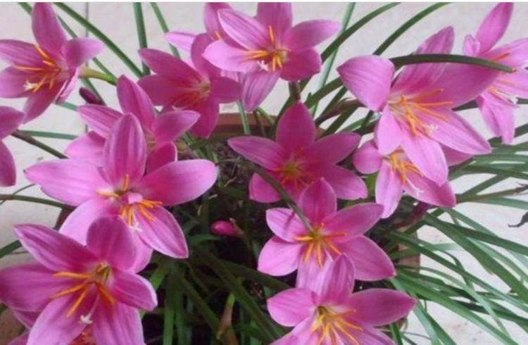 洋桔梗洋桔梗|几款花卉好养易爆盆，冬季也能疯长不停，开花超漂亮的