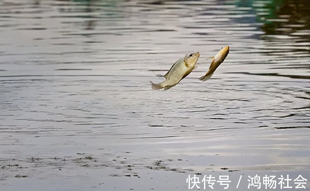 诀窍|钓鲤鱼的四个诀窍与自制鲤鱼饵的方法，效果非常显著