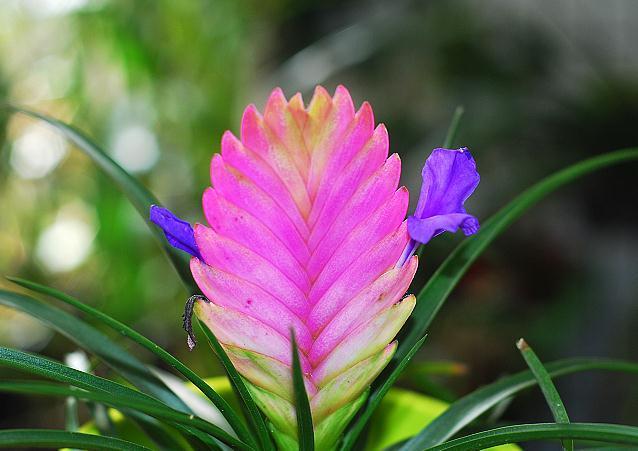 农历九月十八霜降后，养什么花？家里养3种花，平平安安红红火火